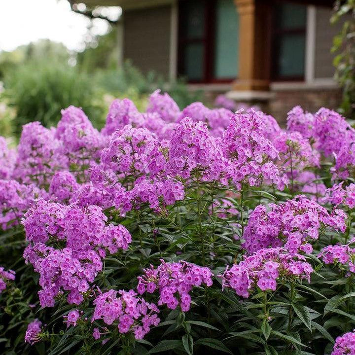 Phlox paniculata 'Ditomfra' ~ First Editions® Bubblegum Pink™ Phlox-ServeScape