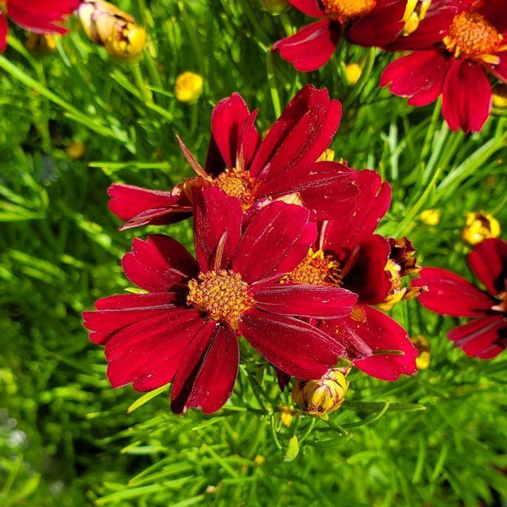 Coreopsis verticillata 'Red Stain' ~ Permathreads™ Red Stain Coreopsis-ServeScape