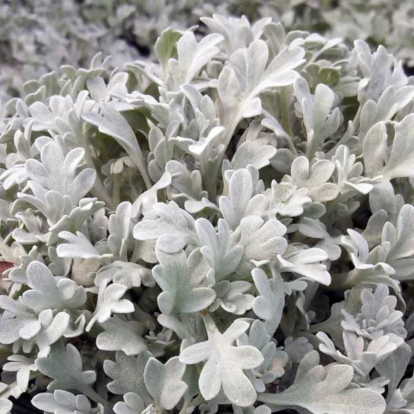 Artemisia 'Silver Brocade' ~ Silver Brocade Artemesia-ServeScape