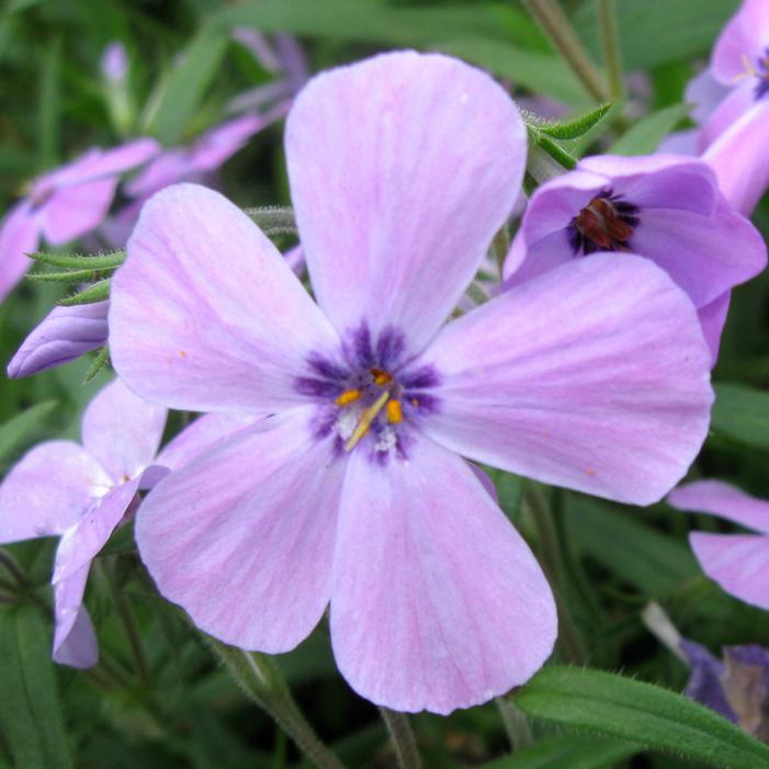 Phlox hybrid 'Paparazzi Paris' ~ Paparazzi™ Paris Phlox-ServeScape