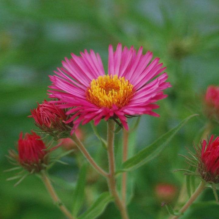 Aster novae-angliae 'Alma Potchke' ~ Alma Potchke New England Aster-ServeScape
