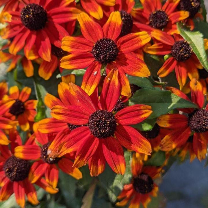 Rudbeckia triloba 'Prairie Glow' ~ Prairie Glow Coneflower-ServeScape