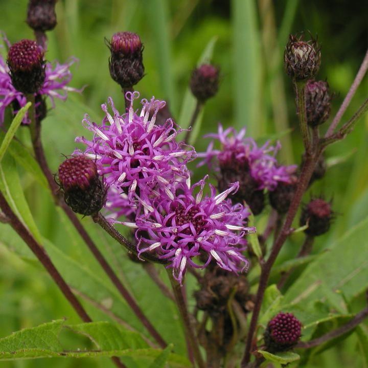 Vernonia noveboracensis ~ New York Ironweed-ServeScape