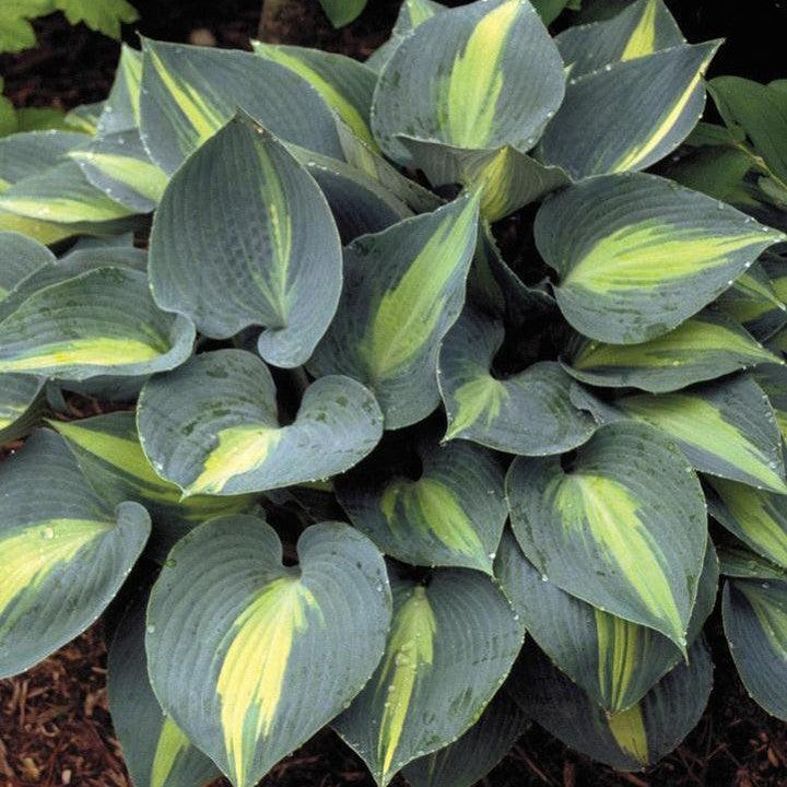 Hosta 'Touch of Class' ~ Touch of Class Hosta-ServeScape