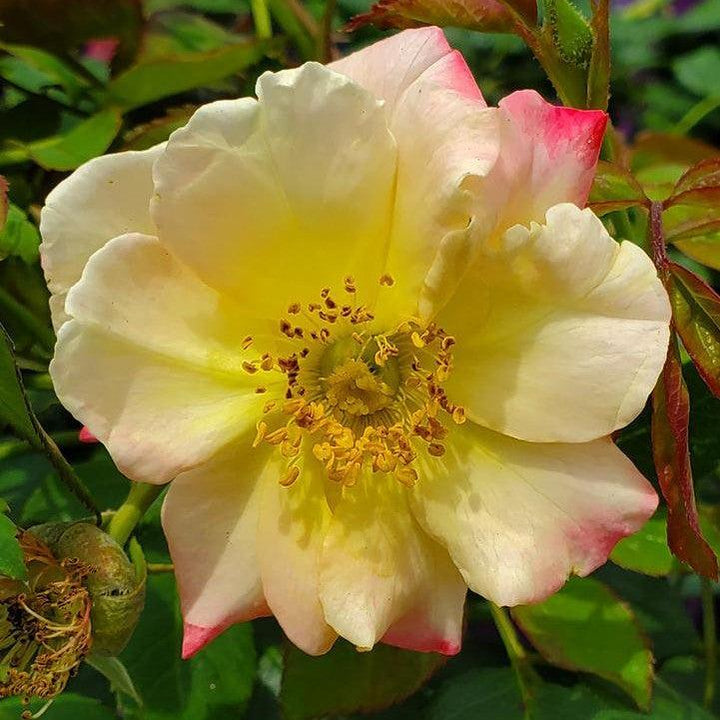 Rosa 'CA 29' ~ Campfire Rose-ServeScape