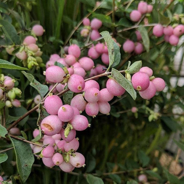 Symphoricarpos x doorenbosii 'Kolmcan' ~ Candy™ Coralberry-ServeScape