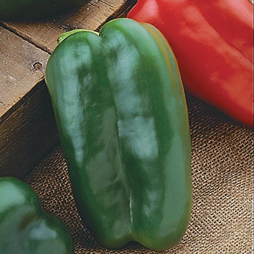 Capsicum annuum 'Big Bertha' ~ Big Bertha Pepper-ServeScape