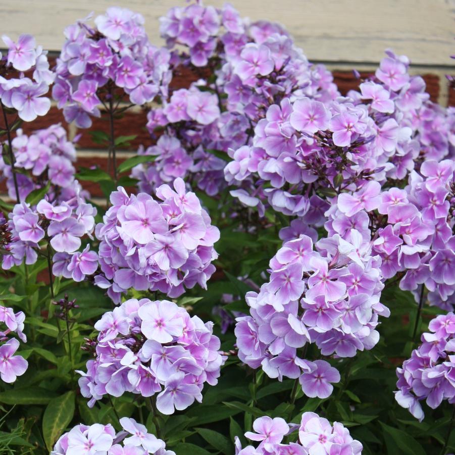 Phlox paniculata ‘Franz Schubert’ ~ Franz Schubert Phlox-ServeScape