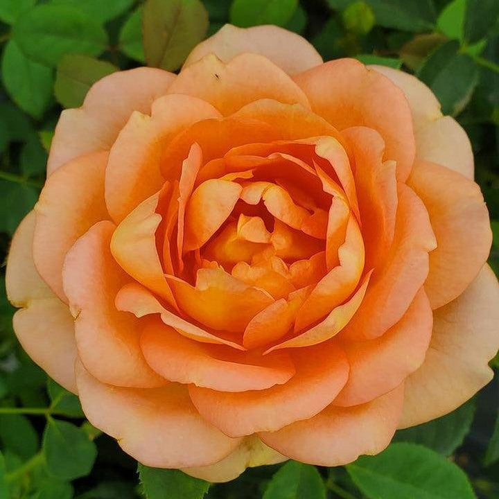 Rosa 'Ausnyson' ~ Lady of Shalott Rose-ServeScape