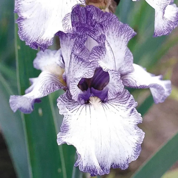 Iris germanica 'Earl of Essex' ~ Earl of Essex Bearded Iris-ServeScape