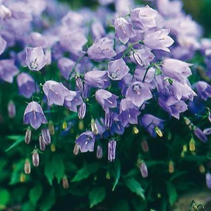 Campanula cochleariifolia 'Bavaria Blue' ~ Bavaria Blue Fairies Thimbles Bellflower-ServeScape