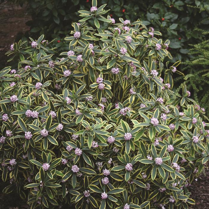 Daphne odora 'Marianni' ~ Marianni Winter Daphne-ServeScape