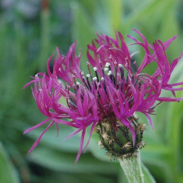 Centaurea montana 'Amethyst Dream'~ Amethyst Dream Bachelor Button-ServeScape
