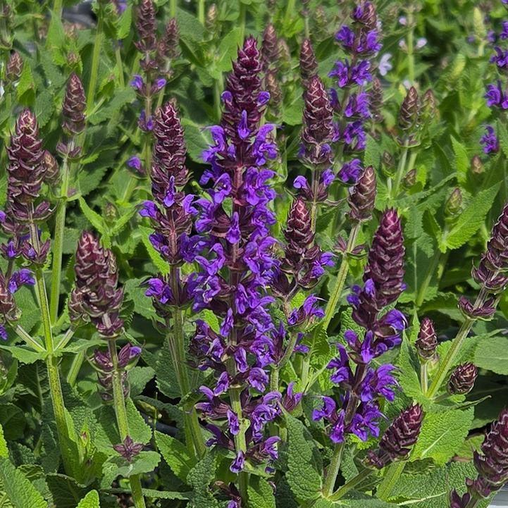 Salvia 'Violet Riot' ~ Color Spires® Violet Riot Salvia-ServeScape