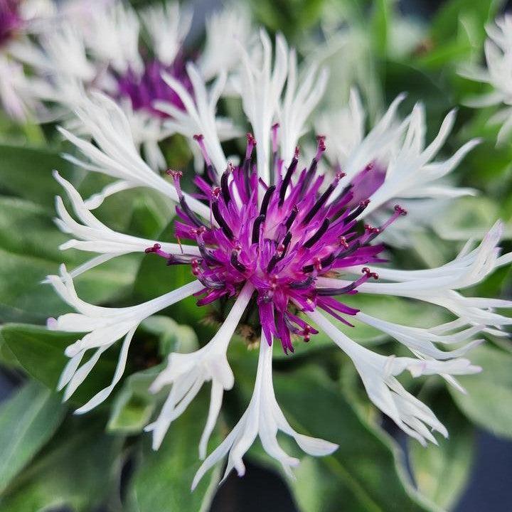 Centaurea montana 'Amethyst in Snow'~ Amethyst in Snow Bachelor Button-ServeScape