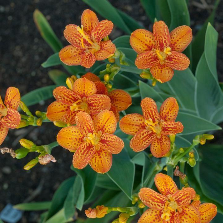 Belamcanda chinensis 'Freckle Face' ~ Freckle Face Blackberry Lily-ServeScape