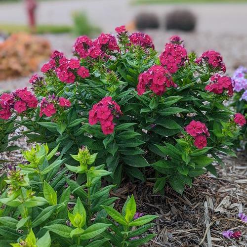 Phlox paniculata 'Cherry Crush™' ~ Cherry Crush™ Phlox-ServeScape