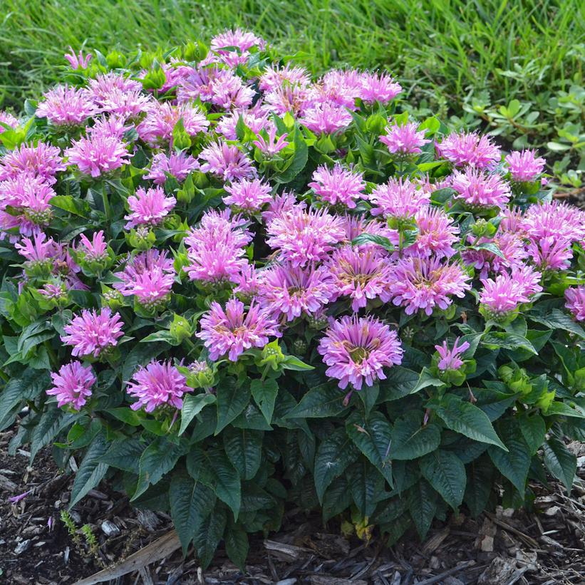 Monarda didyma 'Pardon My Lavender' ~ Pardon My Lavender-ServeScape