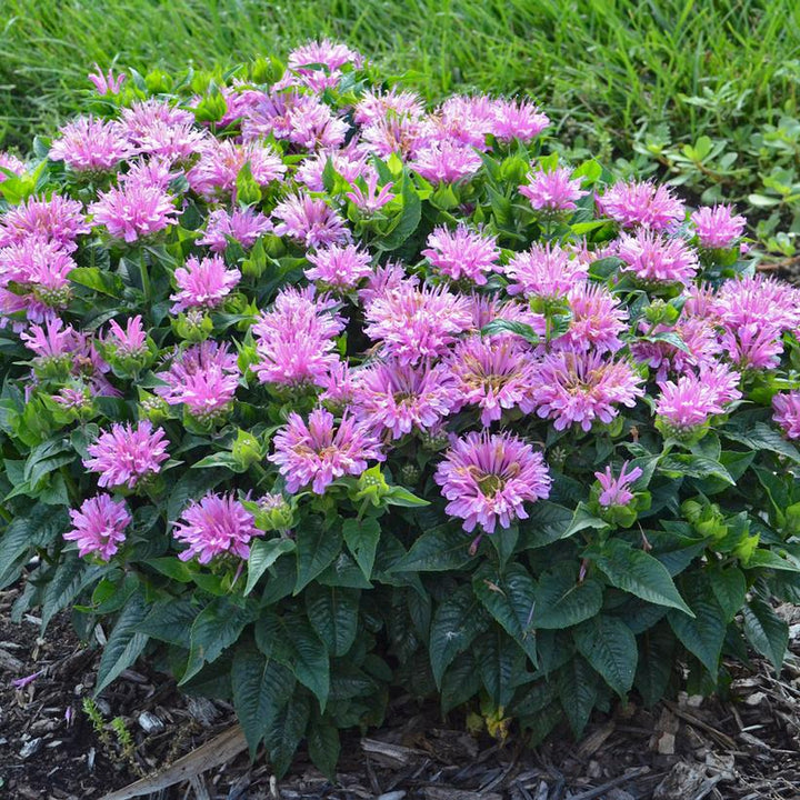 Monarda didyma 'Pardon My Lavender' ~ Pardon My Lavender-ServeScape