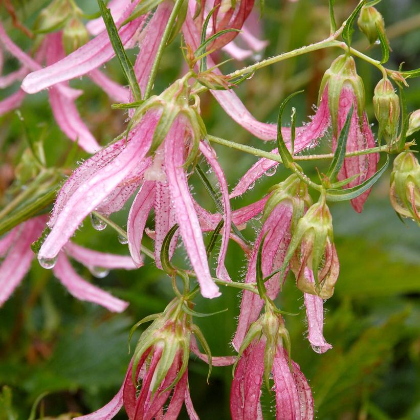 Campanula 'Pink Octopus' ~ Pink Octopus Bellflower-ServeScape