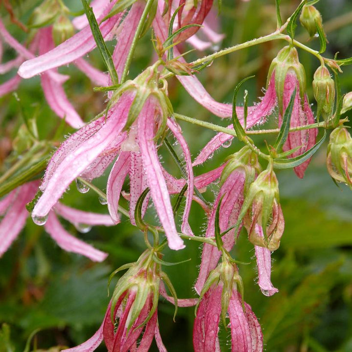 Campanula 'Pink Octopus' ~ Pink Octopus Bellflower-ServeScape