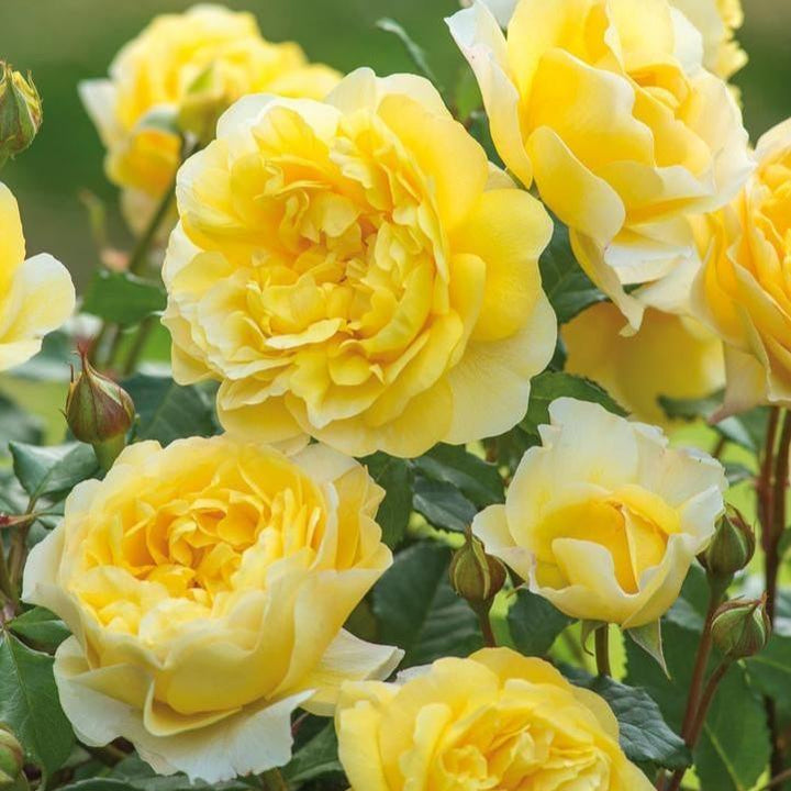 Rosa 'Auswhirl' ~ The Poet's Wife Rose-ServeScape