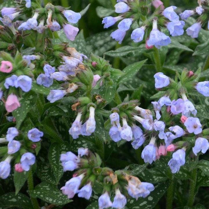Pulmonaria 'Twinkle Toes' ~ Twinkle Toes Lungwort-ServeScape