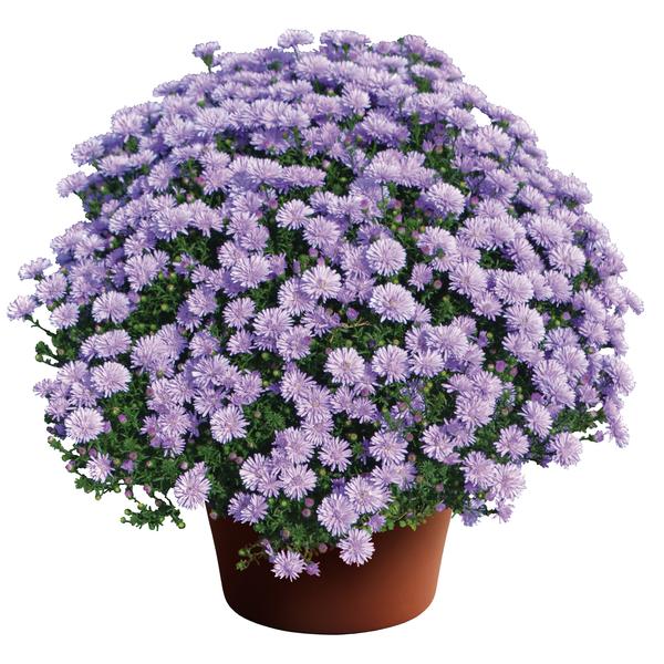 Aster novi-belgii 'Peter III' ~ Henry III™ Aster-ServeScape