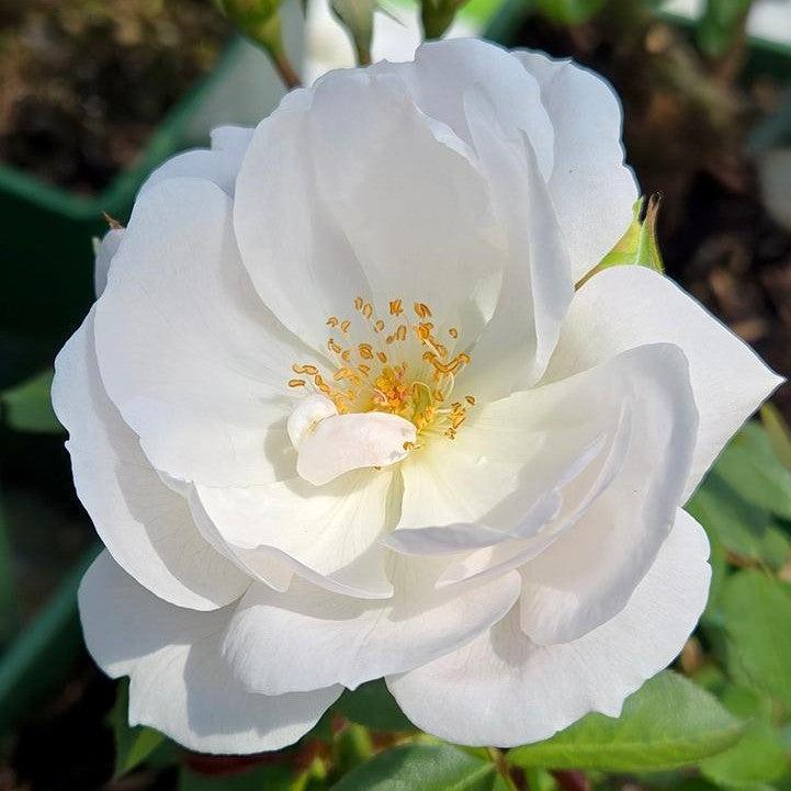 Rosa 'Auskindling' ~ Desdemona™ Rose-ServeScape