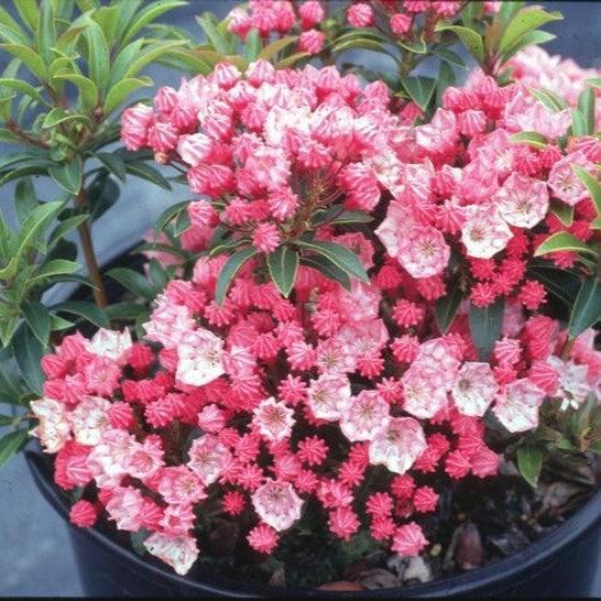 Kalmia latifolia 'Tiddlywinks' ~ Tiddlywinks Mountain Laurel-ServeScape