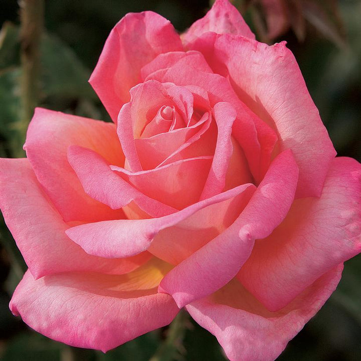 Rosa 'Johnago' ~ Chicago Peace® Rose-ServeScape