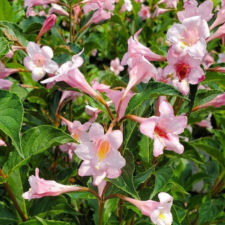 Weigela florida 'SMNWFRP' ~ PW® Sonic Bloom® Pure Pink Weigela-ServeScape