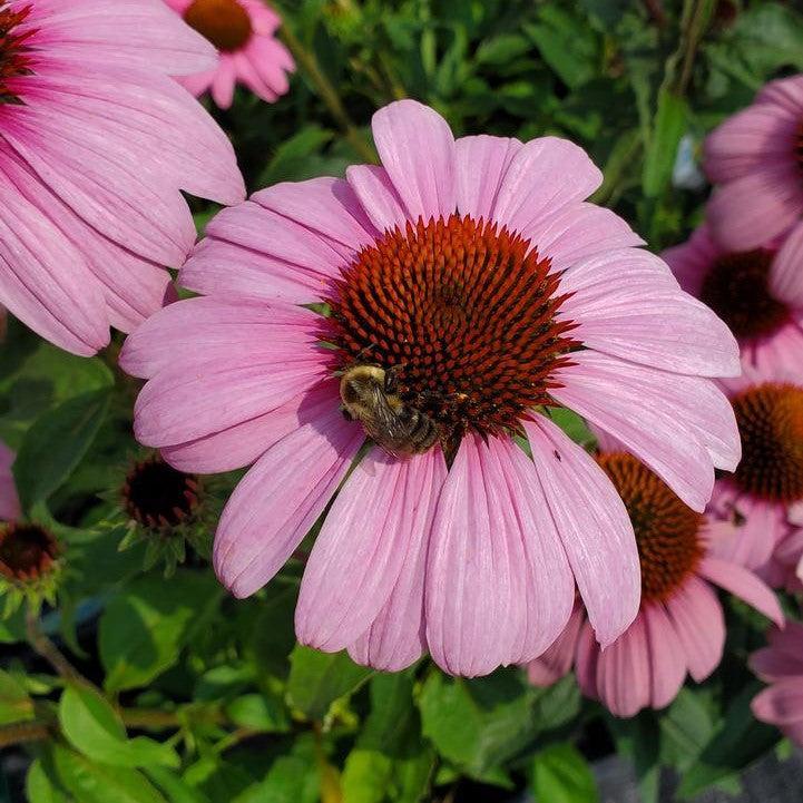 Echinacea purpurea 'Prairie Splendor' ~ Prairie Splendor Echinacea-ServeScape