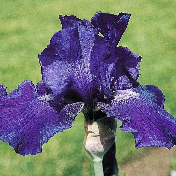 Iris germanica 'Dashing' ~ Dashing Bearded Iris-ServeScape
