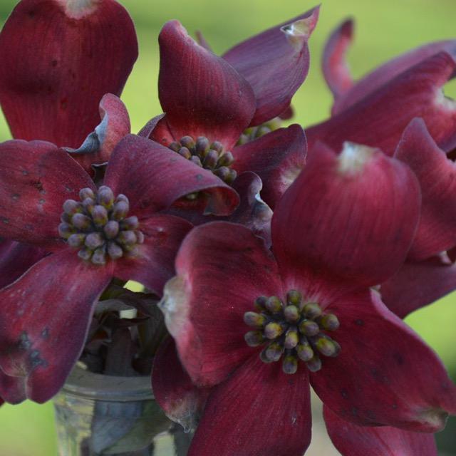 Cornus florida 'JN13' ~ Ragin Red™ Dogwood-ServeScape