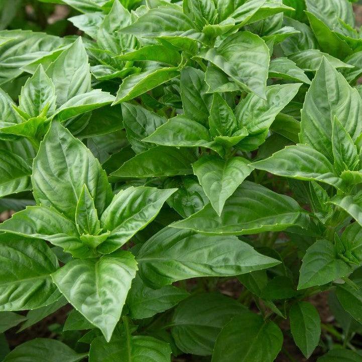 Ocimum basilicum 'Rutger Devotion' ~ Rutger Devotion Sweet Basil-ServeScape