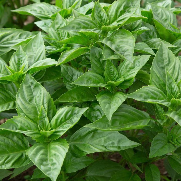 Ocimum basilicum 'Rutger Obsession' ~ Rutger Obsession Sweet Basil-ServeScape