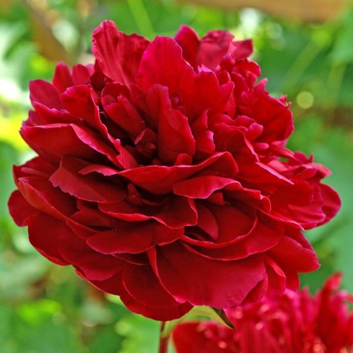 Paeonia lactiflora 'Red Sarah Bernhardt' ~ Red Sarah Bernhardt Peony-ServeScape