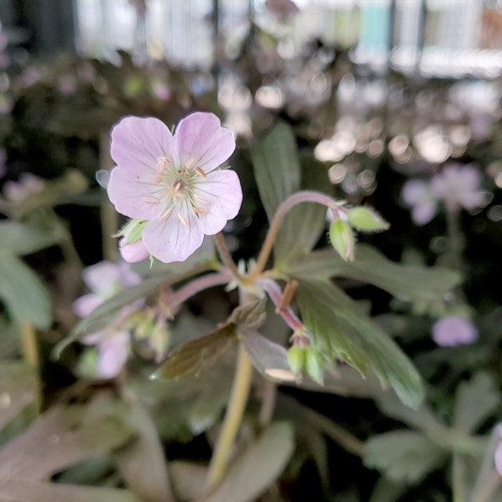 Geranium maculatum 'Espresso' ~ Espresso Wild Cranesbill-ServeScape