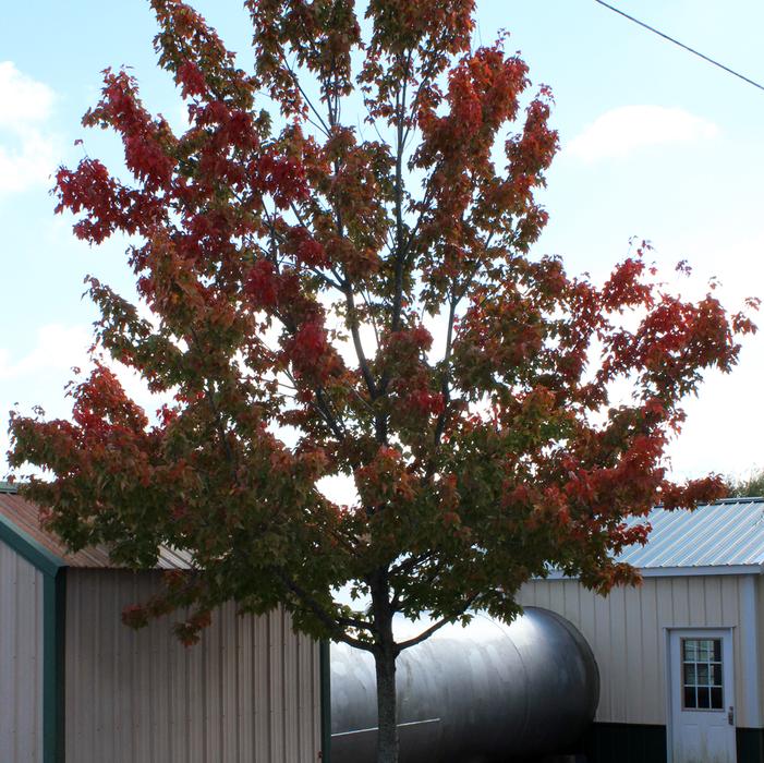 Acer rubrum 'Embers' ~ Embers Red Maple-ServeScape