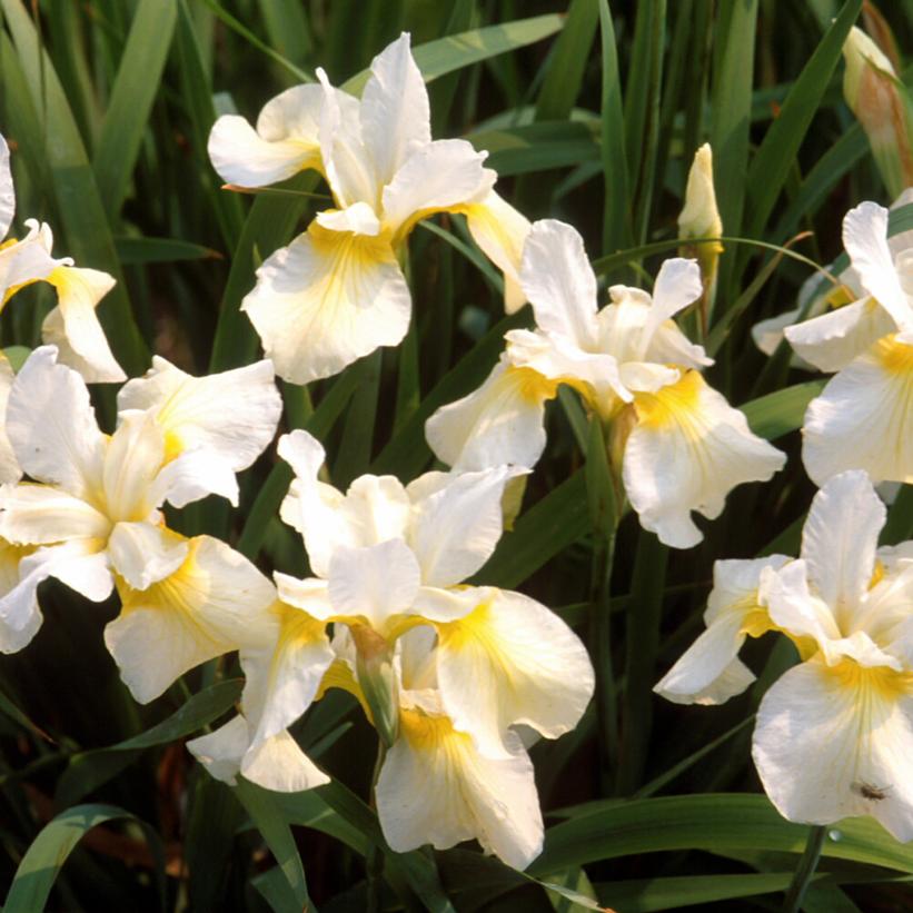 Iris sibirica 'Butter and Sugar' ~ Butter and Sugar Siberian Iris-ServeScape