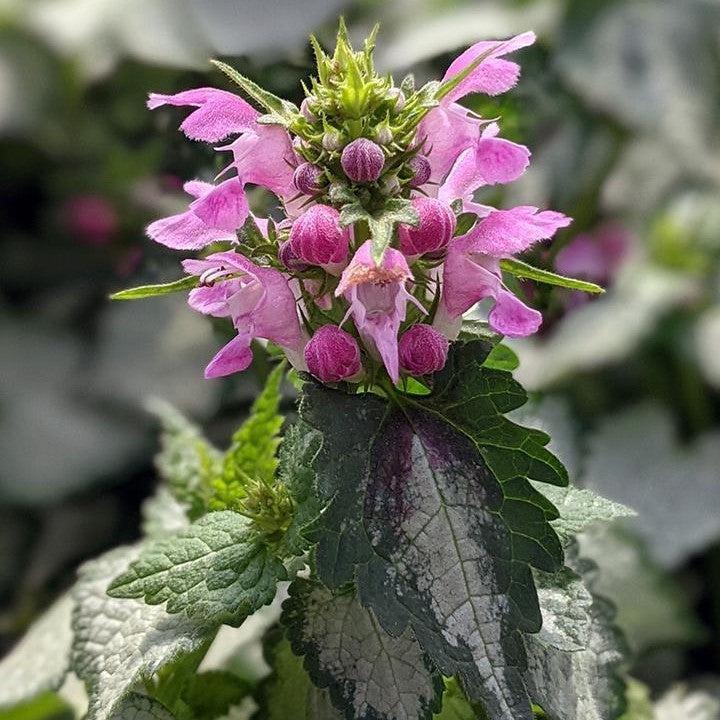Lamium maculatum 'Pink Chablis' ~ Pink Chablis Deadnettle-ServeScape