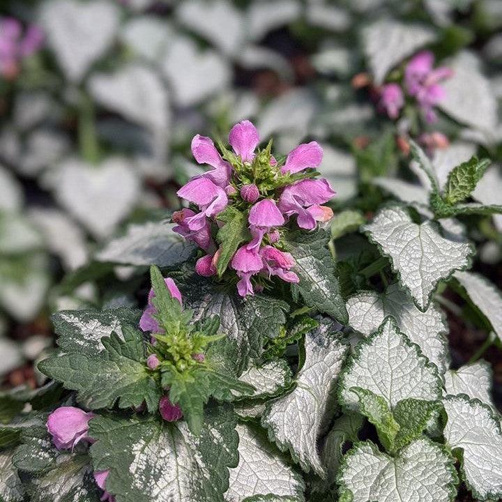 Lamium maculatum 'Pink Chablis' ~ Pink Chablis Deadnettle-ServeScape