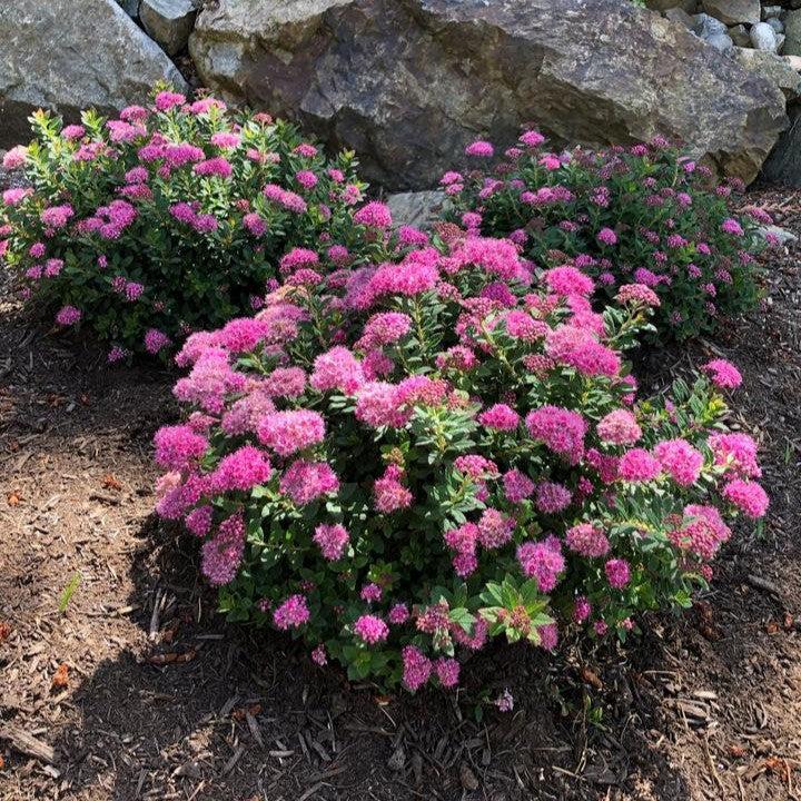 Spiraea japonica 'Odessa' ~ Bloomin' Easy® Poprocks® Petite Spirea-ServeScape