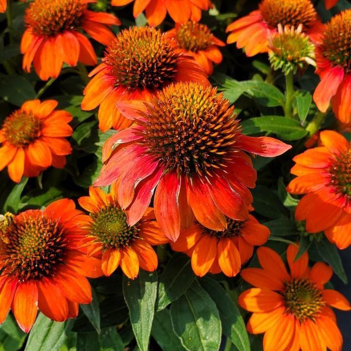 Echinacea 'Balsomstor' ~ Sombrero® Fiesta Orange Coneflower-ServeScape