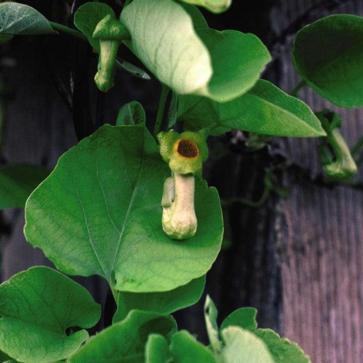Aristolochia macrophylla ~ Dutchman's Pipe, Pipevine-ServeScape