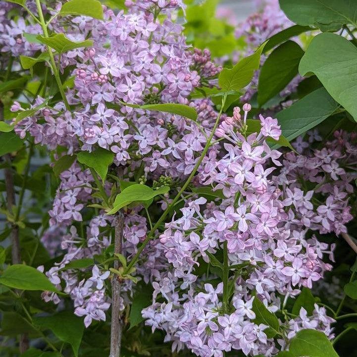 Syringa x hyacinthiflora 'SMNSHSO' ~ Scentara® Pura Lilac-ServeScape