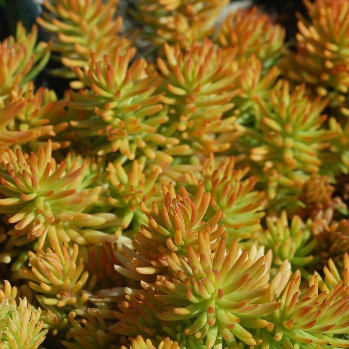 Sedum rupestre 'Prima Angelina' ~ Prima Angelina Stonecrop-ServeScape