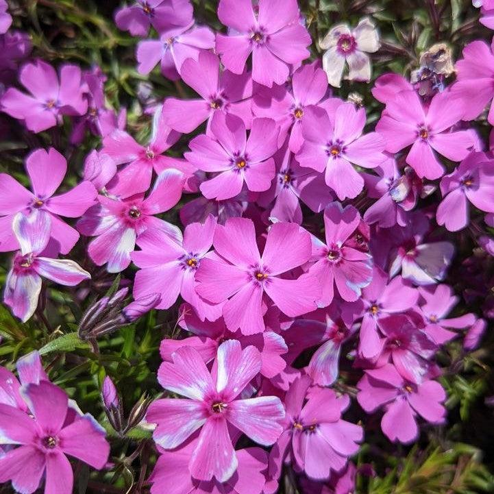 Phlox subulata 'Spring Purple' ~ Spring Purple Creeping Phlox-ServeScape
