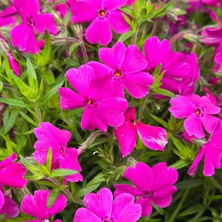 Phlox subulata 'Spring Hot Pink' ~ Spring Hot Pink Creeping Phlox-ServeScape